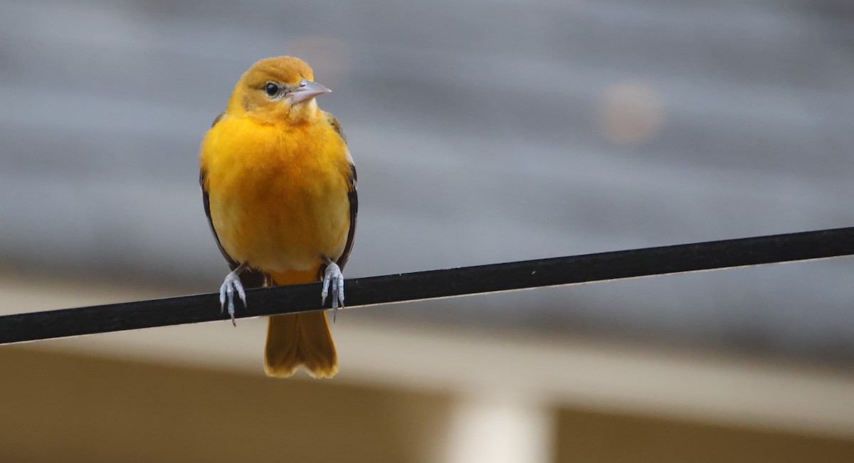 Балтиморский трупиал - ML646122551