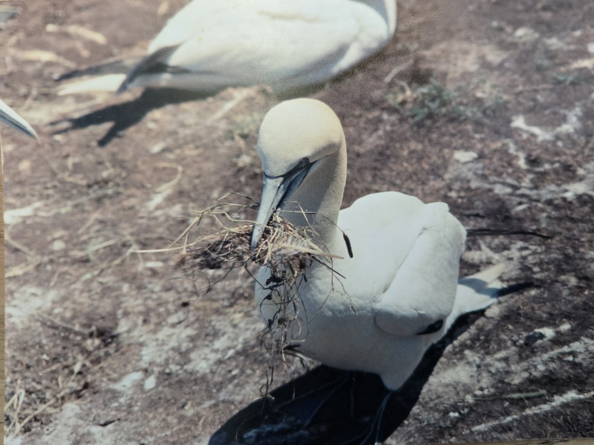 Northern Gannet - ML646122555