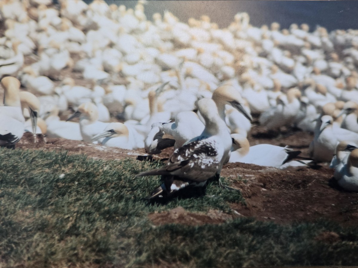 Northern Gannet - ML646122559