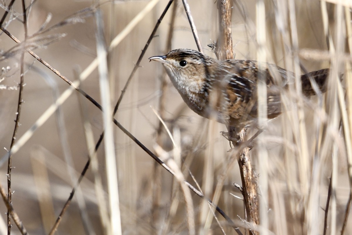 Sedge Wren - ML646122561