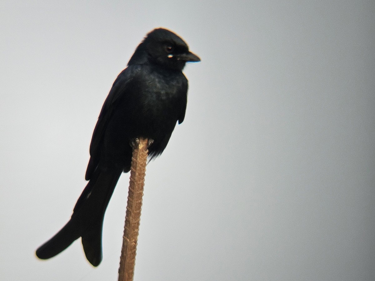 大卷尾 - ML646122564