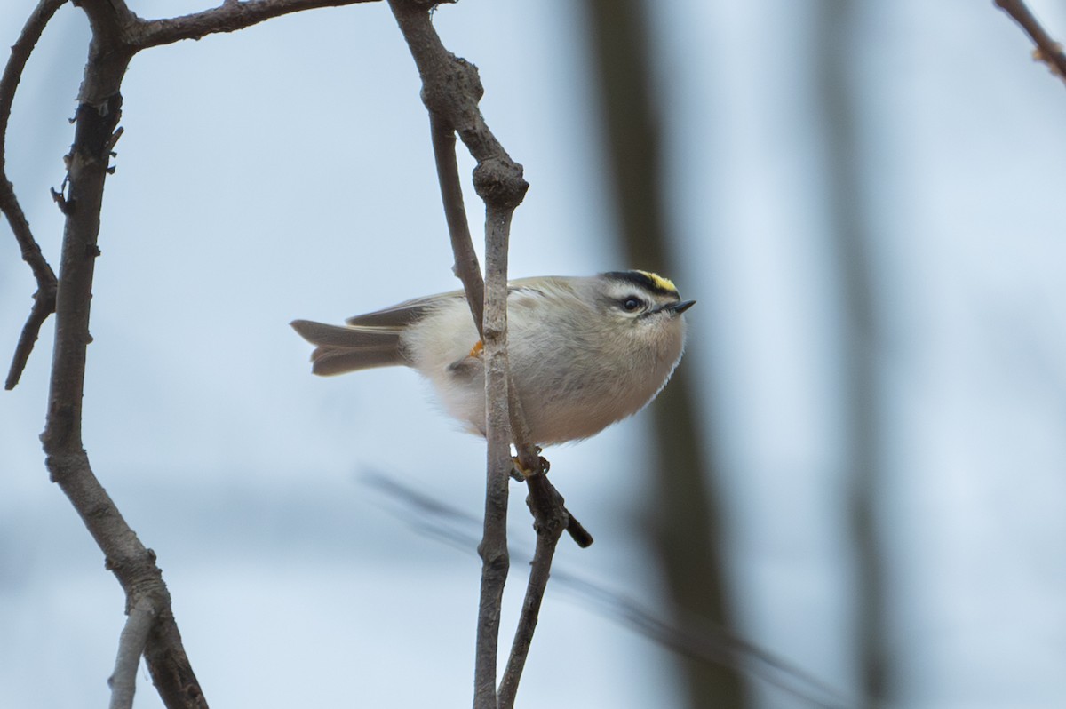 Golden-crowned Kinglet - ML646122565