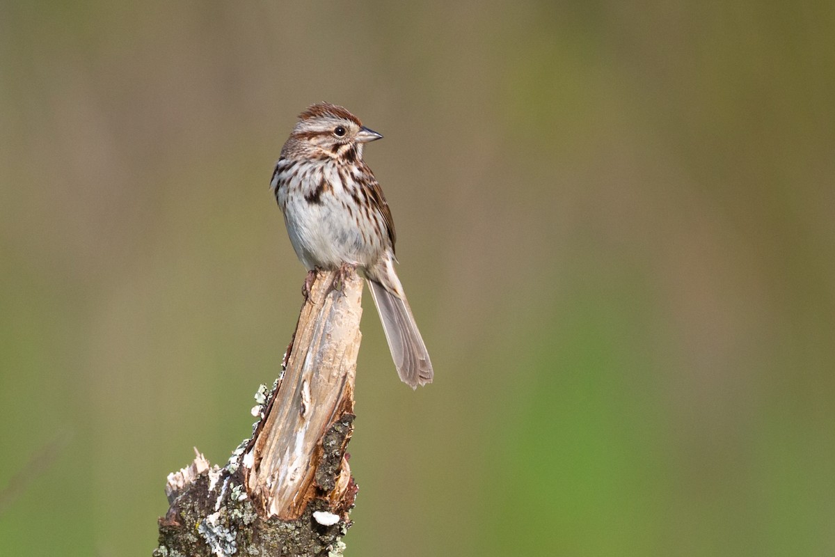 Song Sparrow - ML646122566