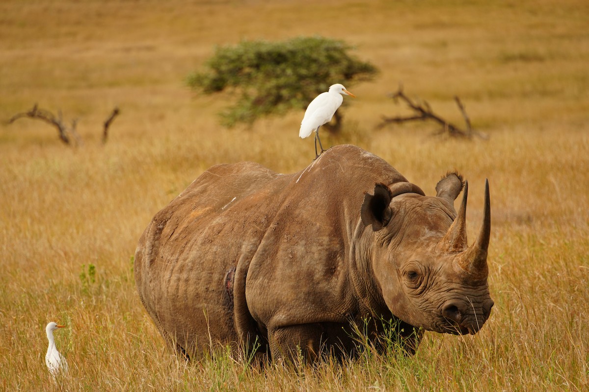 Western Cattle-Egret - ML646122567