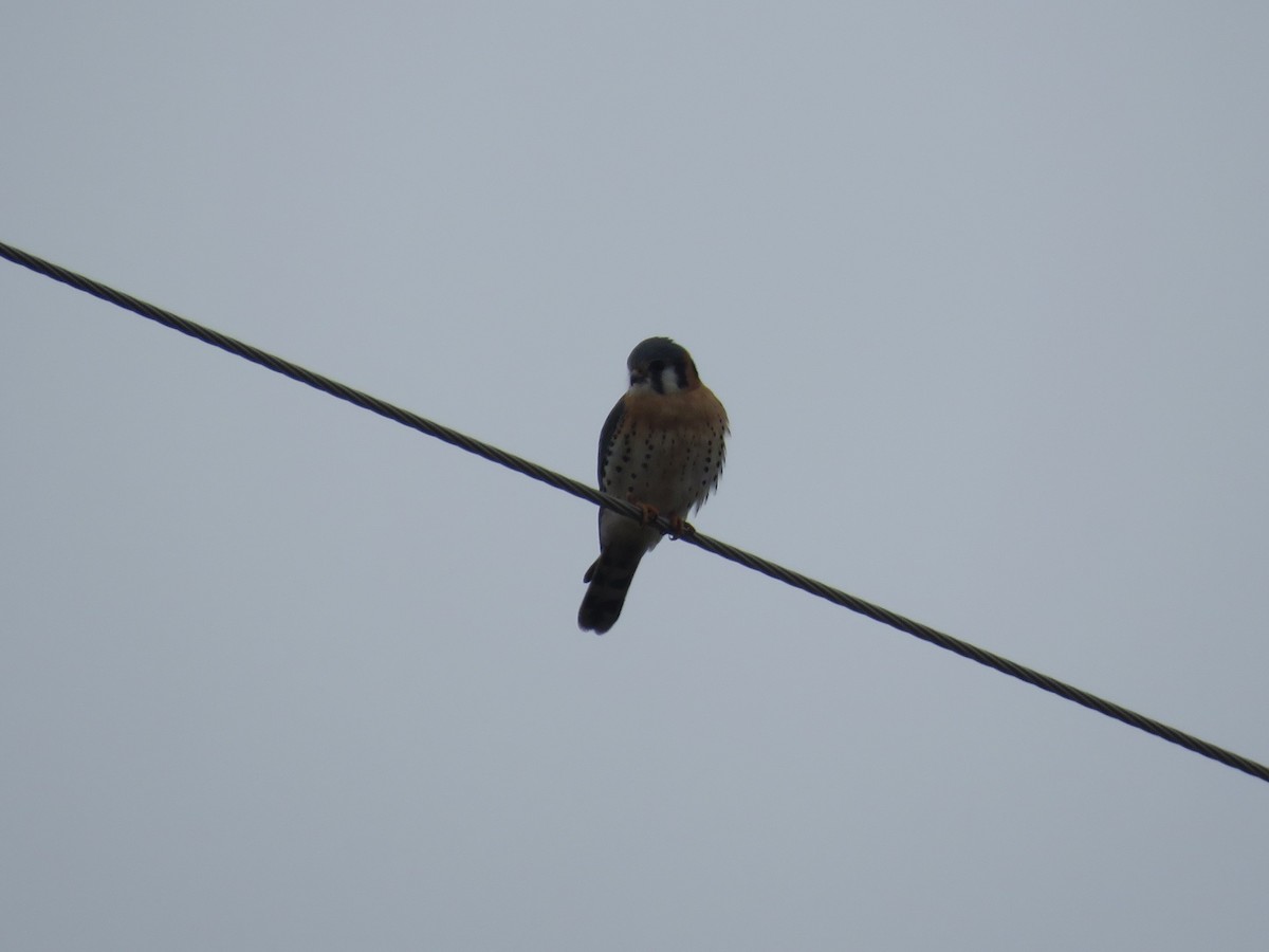 American Kestrel - ML646122568
