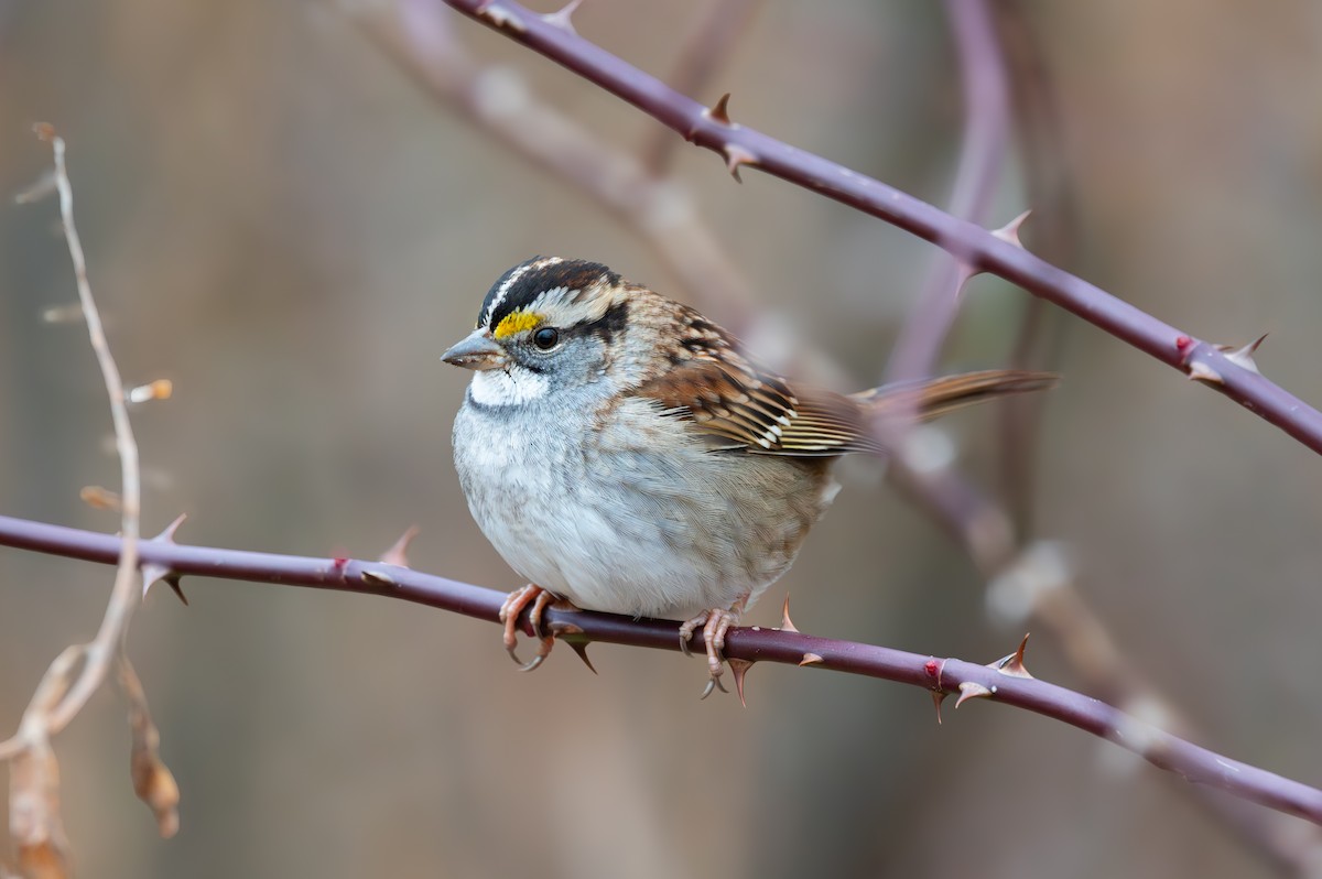 White-throated Sparrow - ML646122573