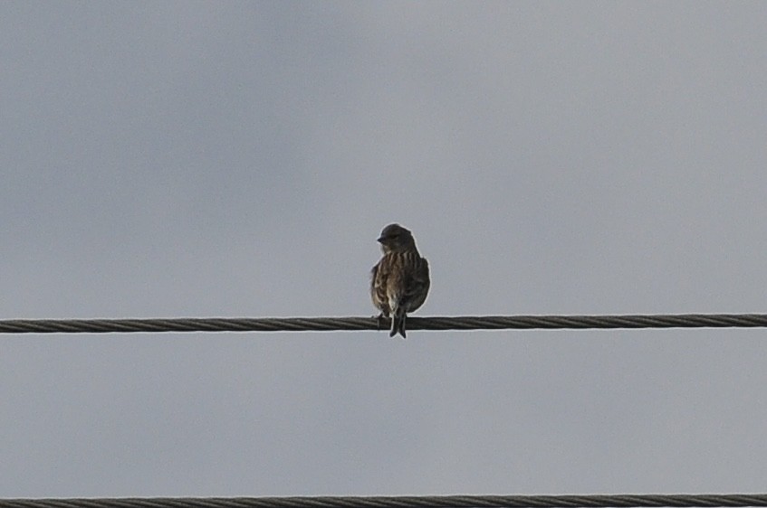 赤胸朱頂雀 - ML646122575