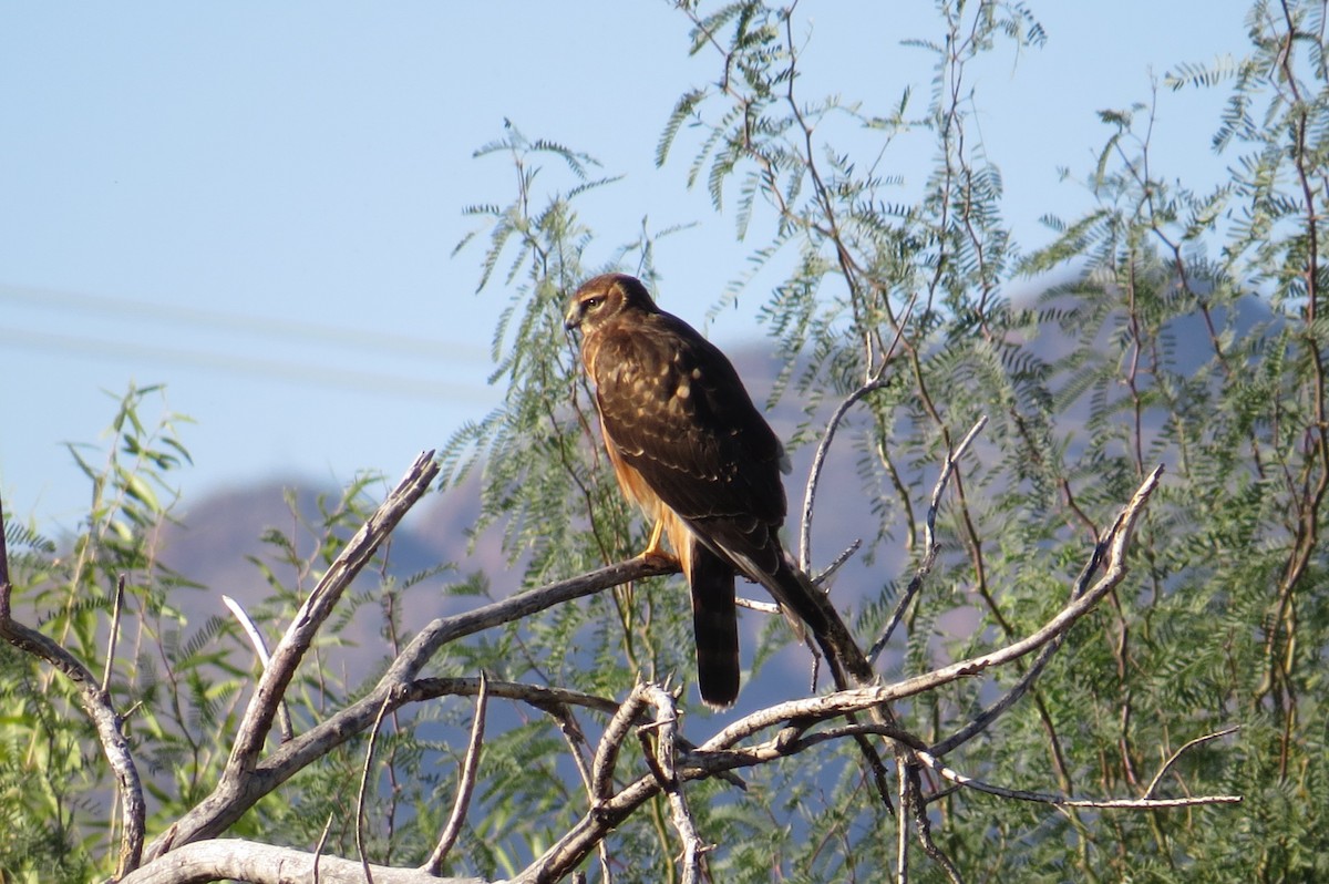 Mexican Duck - ML646122577