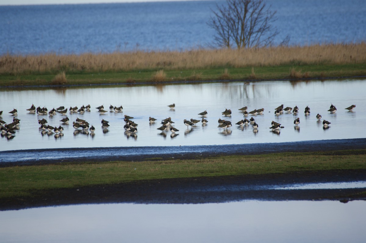 小辮鴴 - ML646122578