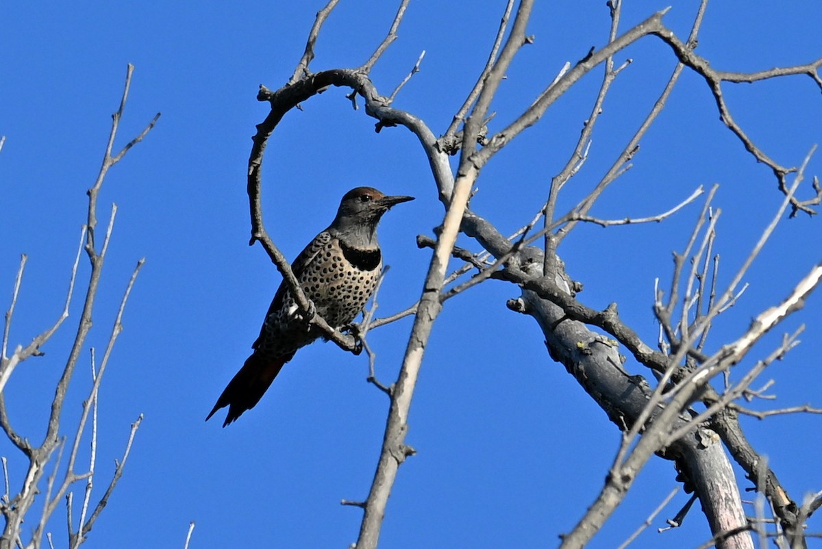 Northern Flicker - ML646122580