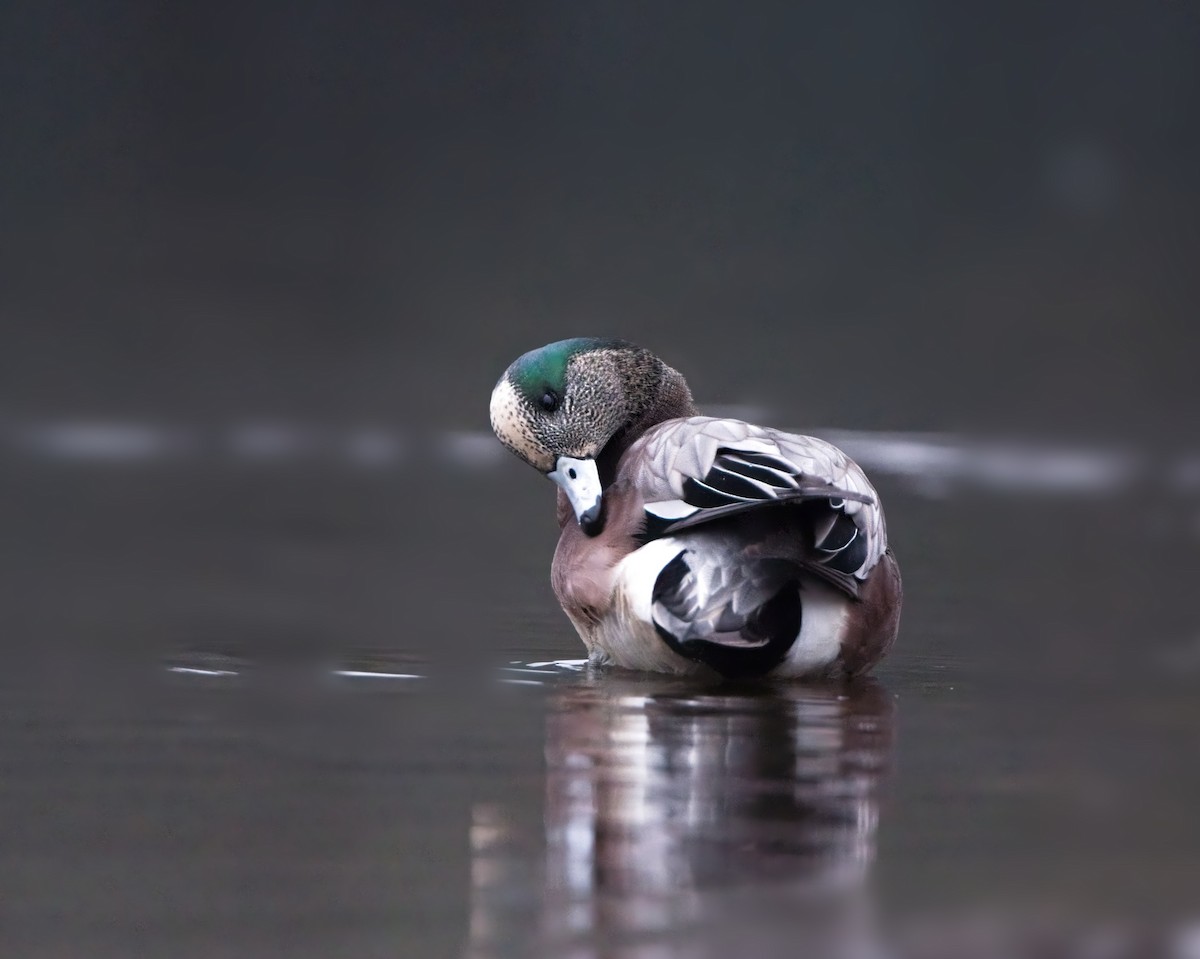 葡萄胸鴨 - ML646122581