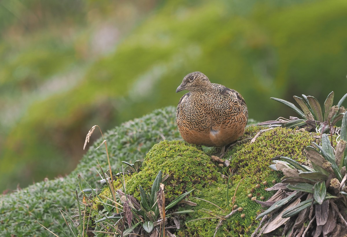 Rufous-bellied Seedsnipe - ML646122582