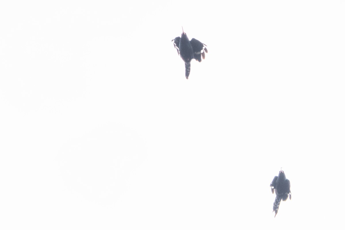 Green Woodhoopoe - ML646122584