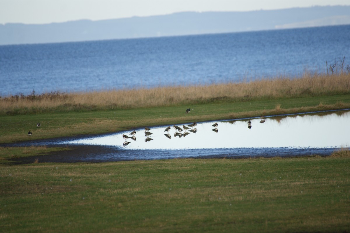 小辮鴴 - ML646122586