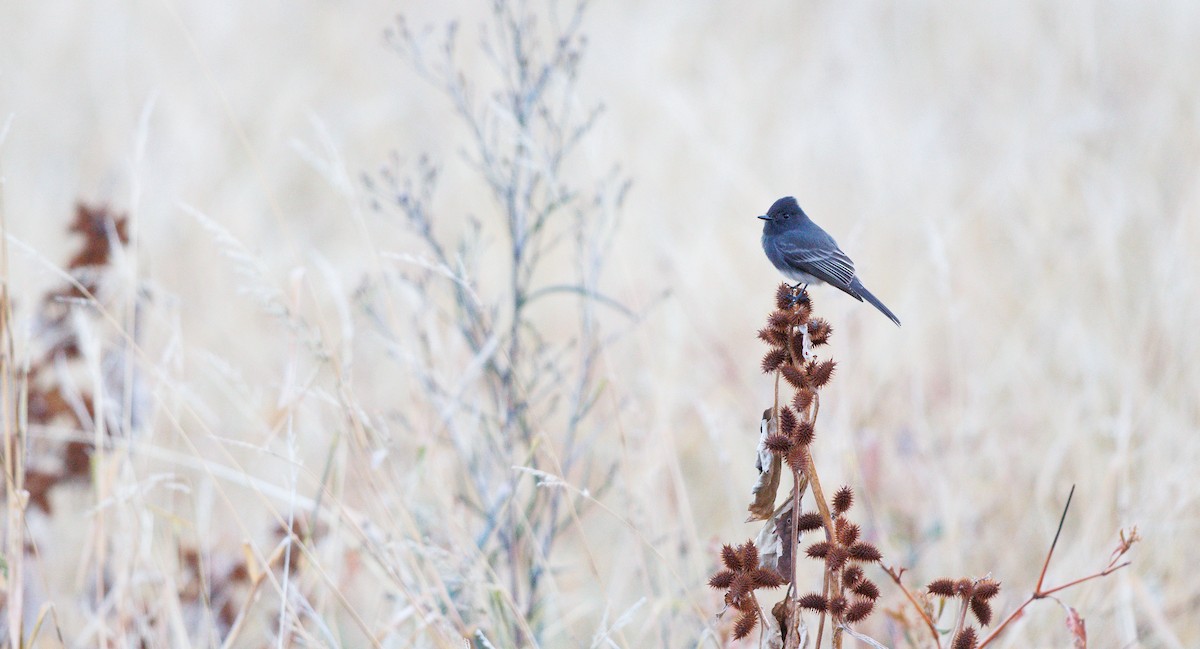 Black Phoebe - ML646122587