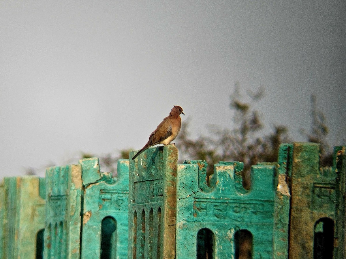 Laughing Dove - ML646122588