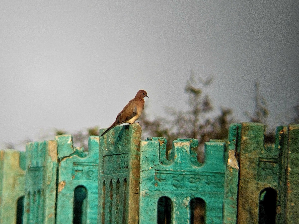Laughing Dove - ML646122589