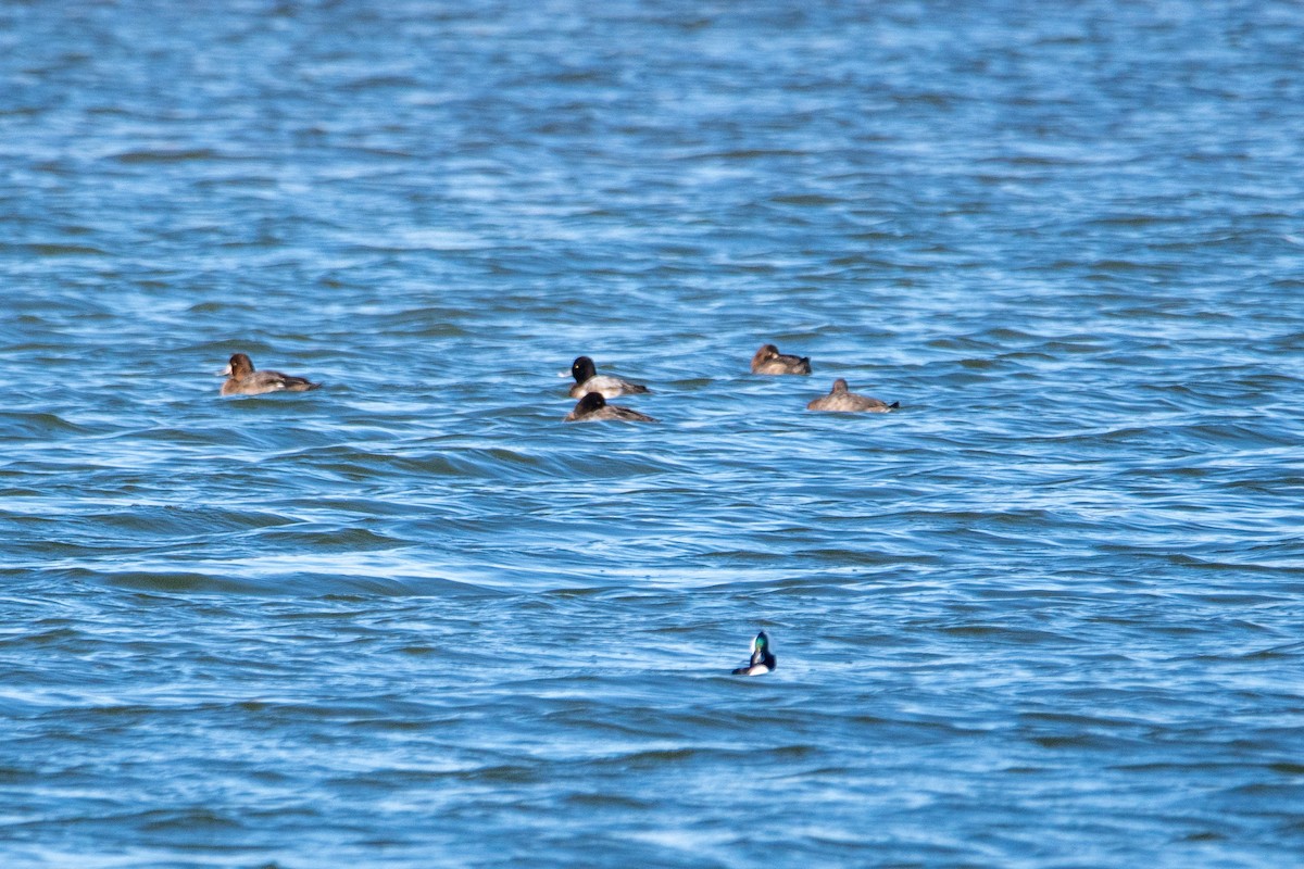 小斑背潛鴨 - ML646122590