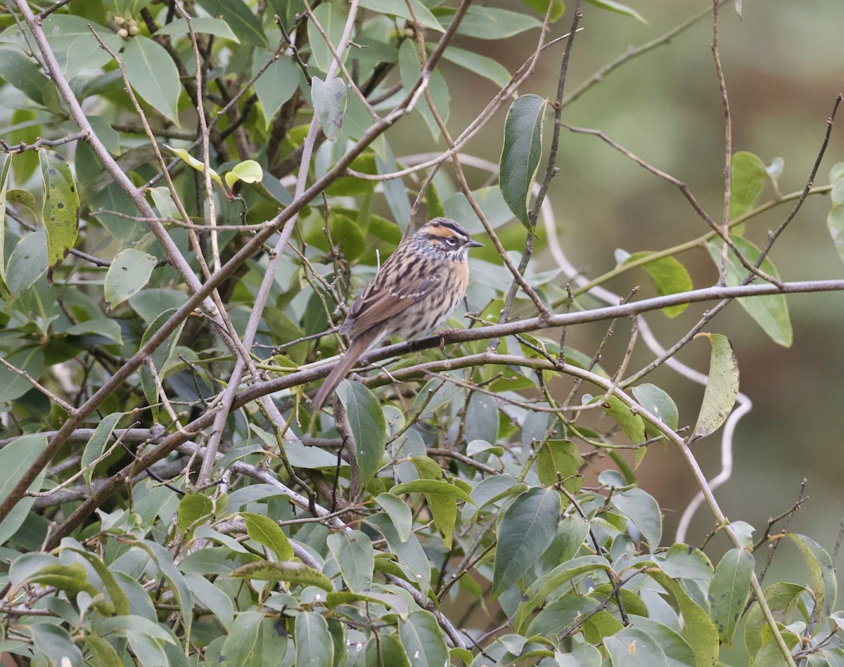 Rufous-breasted Accentor - ML646122592