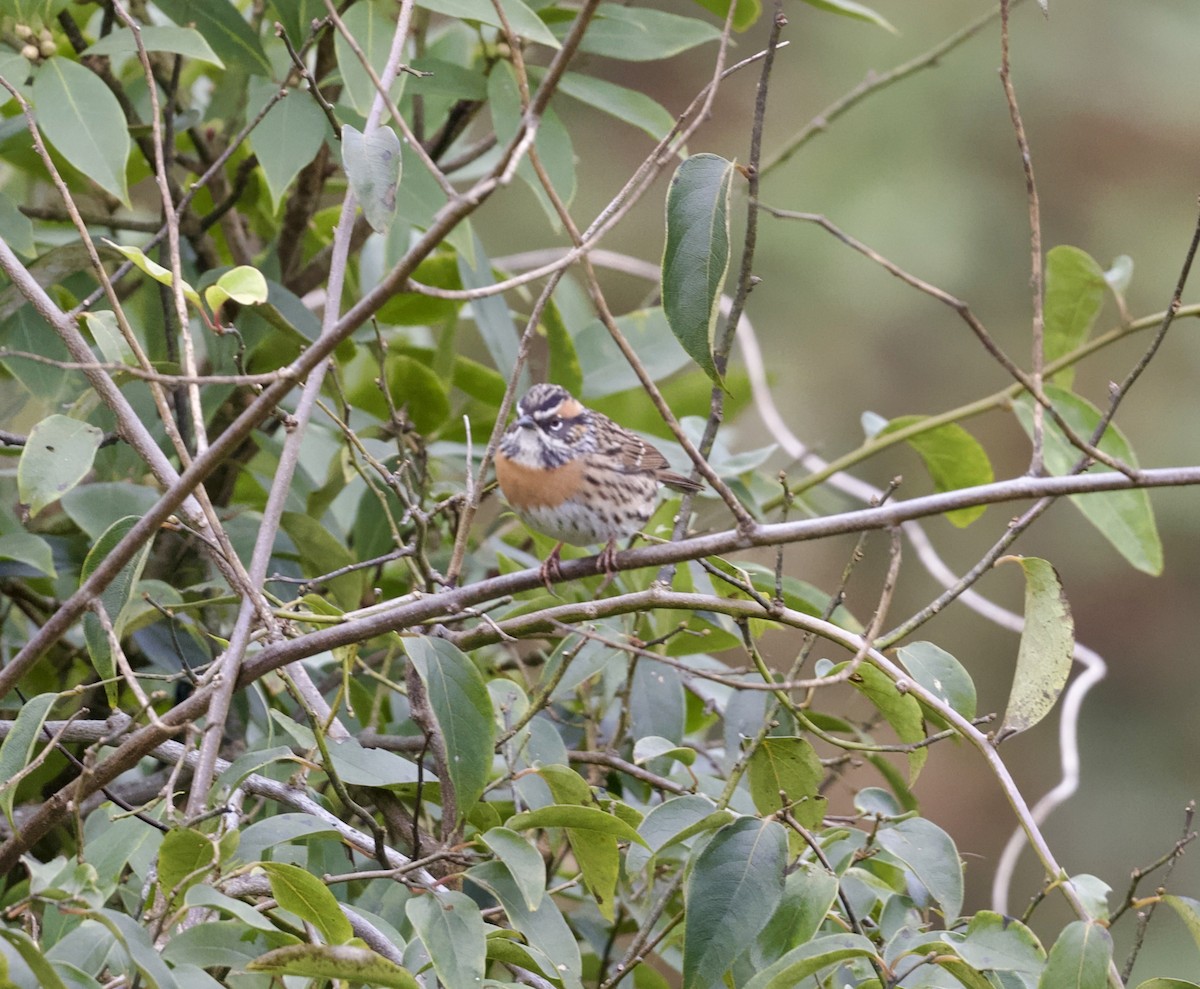 Rufous-breasted Accentor - ML646122593