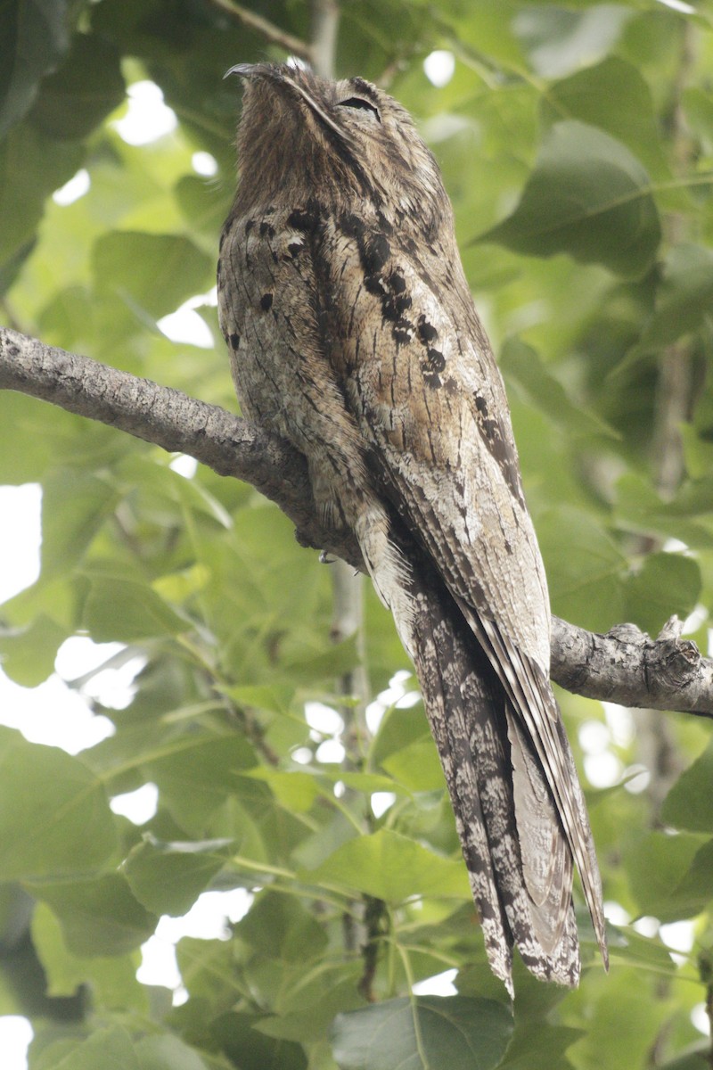 Common Potoo - ML646122600