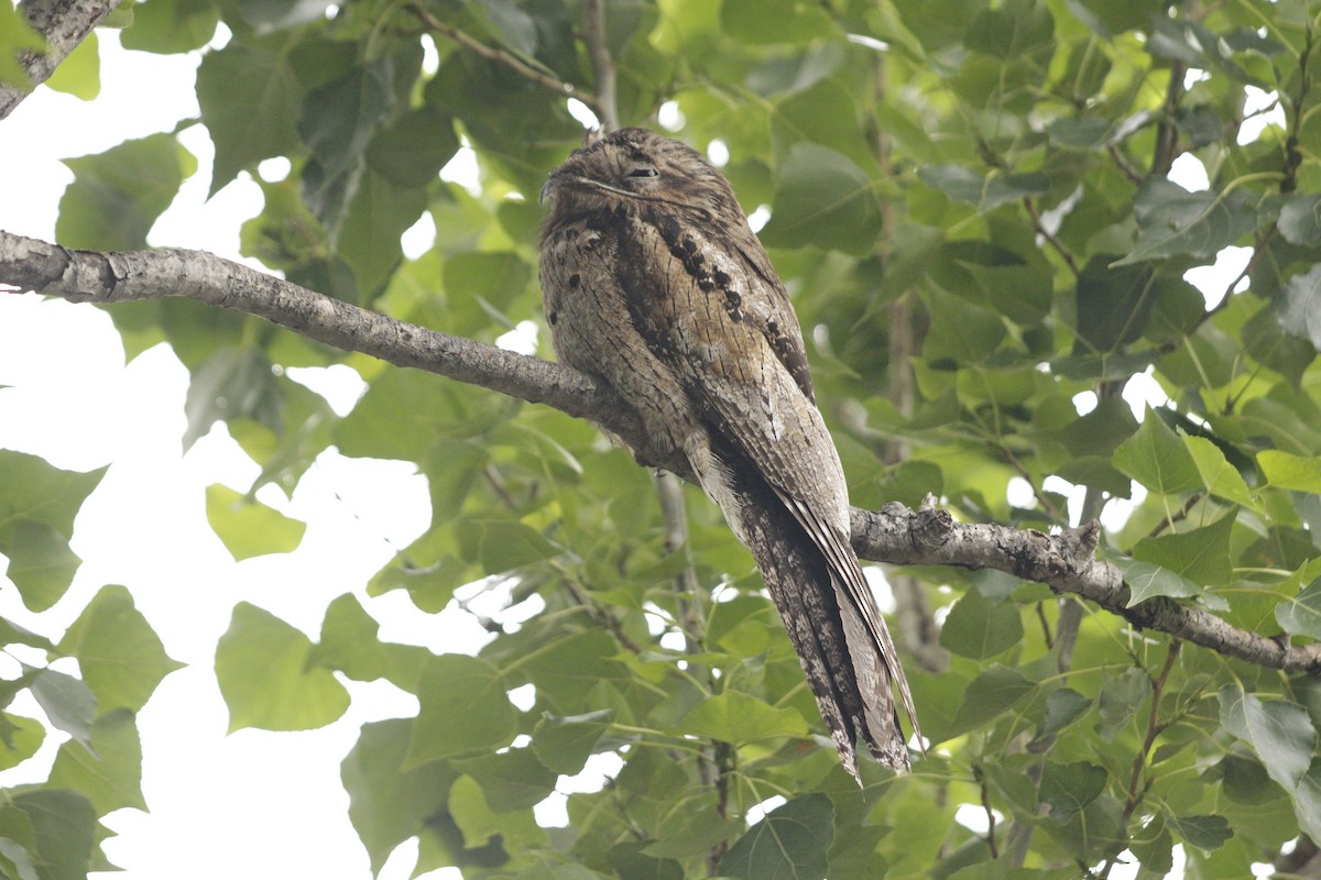 Common Potoo - ML646122601