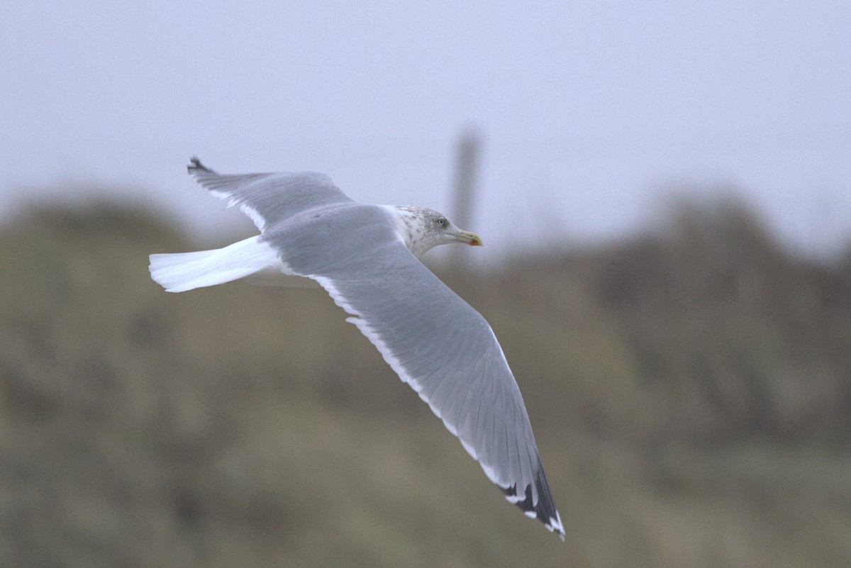 Gaviota Argéntea Europea - ML646122619