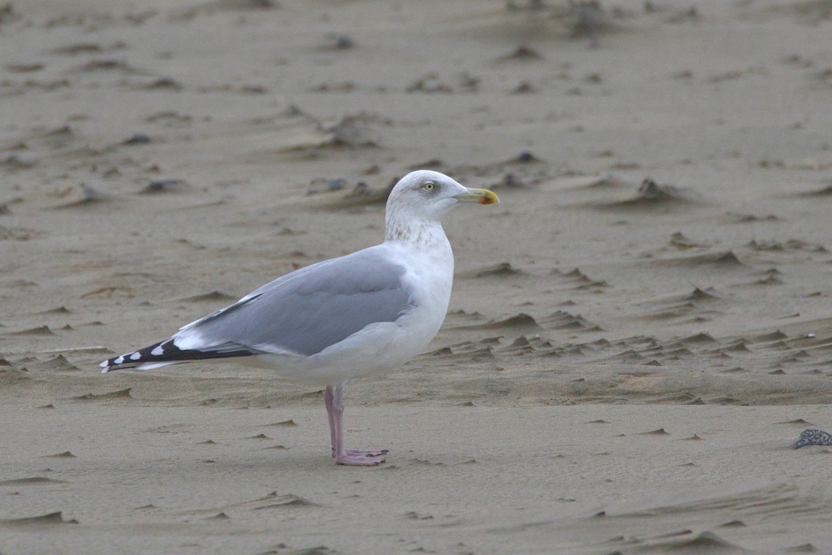 Gaviota Argéntea Europea - ML646122620