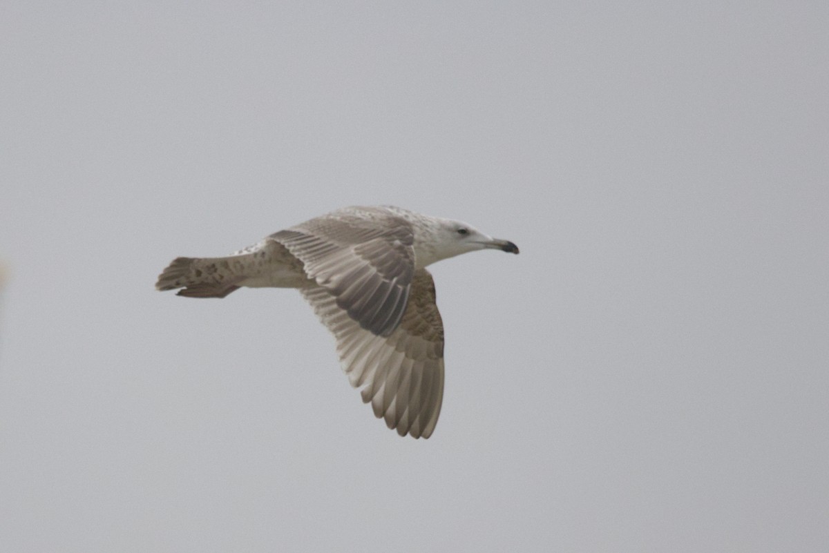 Gaviota Argéntea Europea - ML646122621