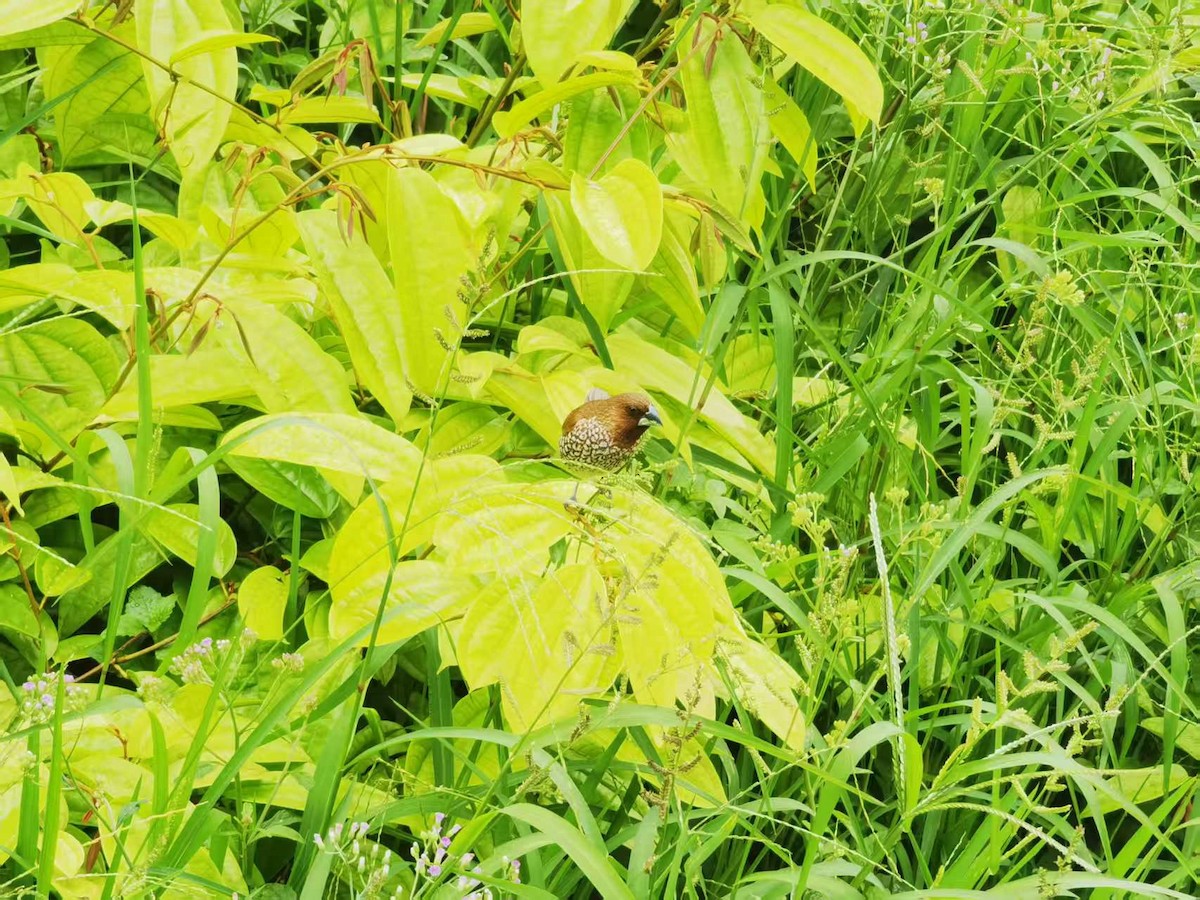 Scaly-breasted Munia - ML646122622