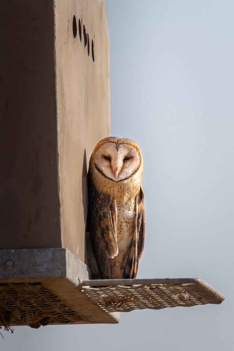 Western Barn Owl - ML646122623