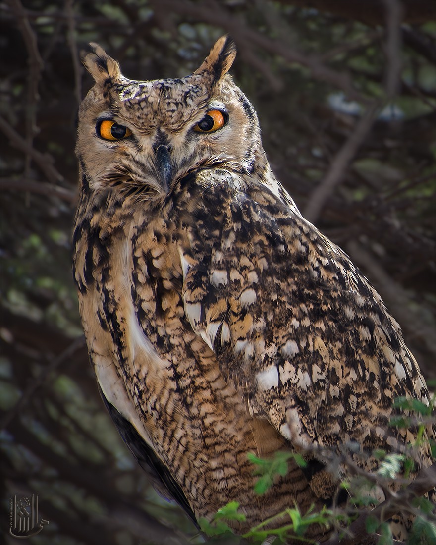 Pharaoh Eagle-Owl - ML646122626