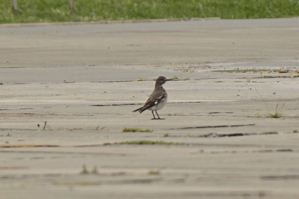 Gray Monjita - ML646122629