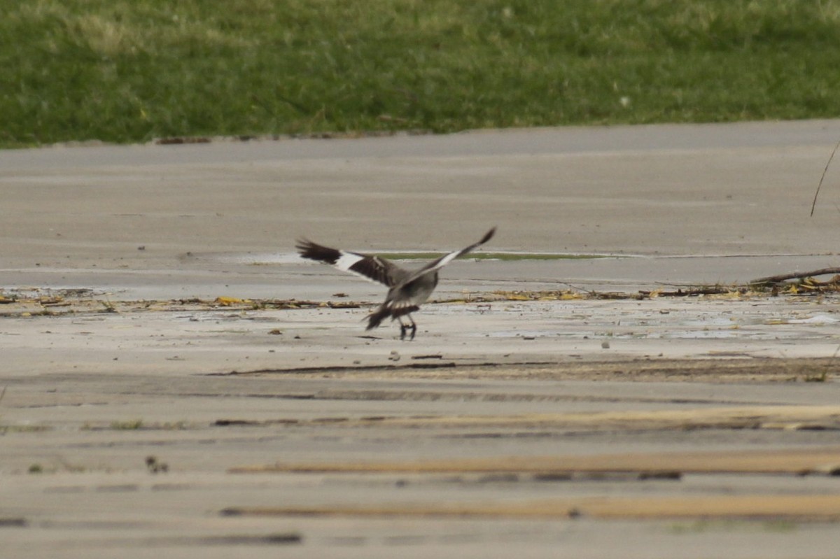 Gray Monjita - ML646122630