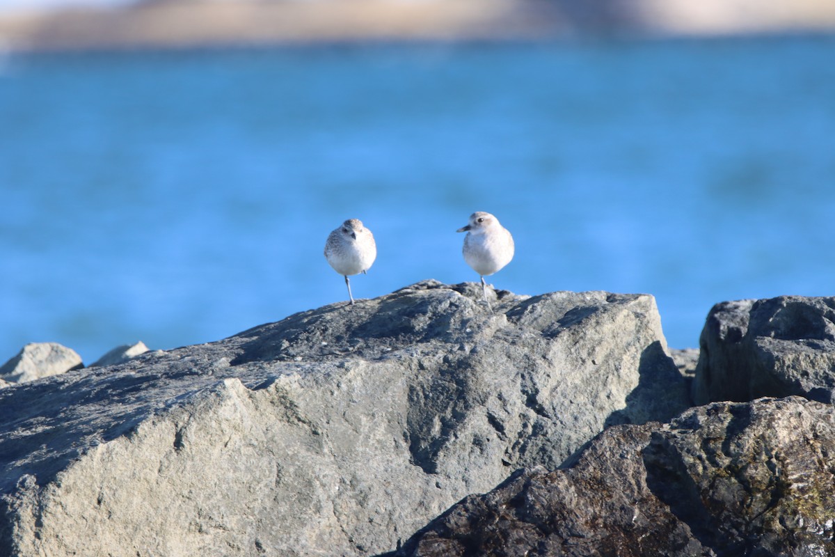 Chorlito Gris - ML646122631