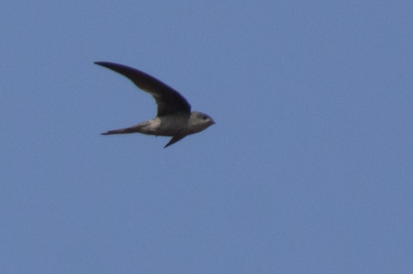 Bengalensegler - ML646122635