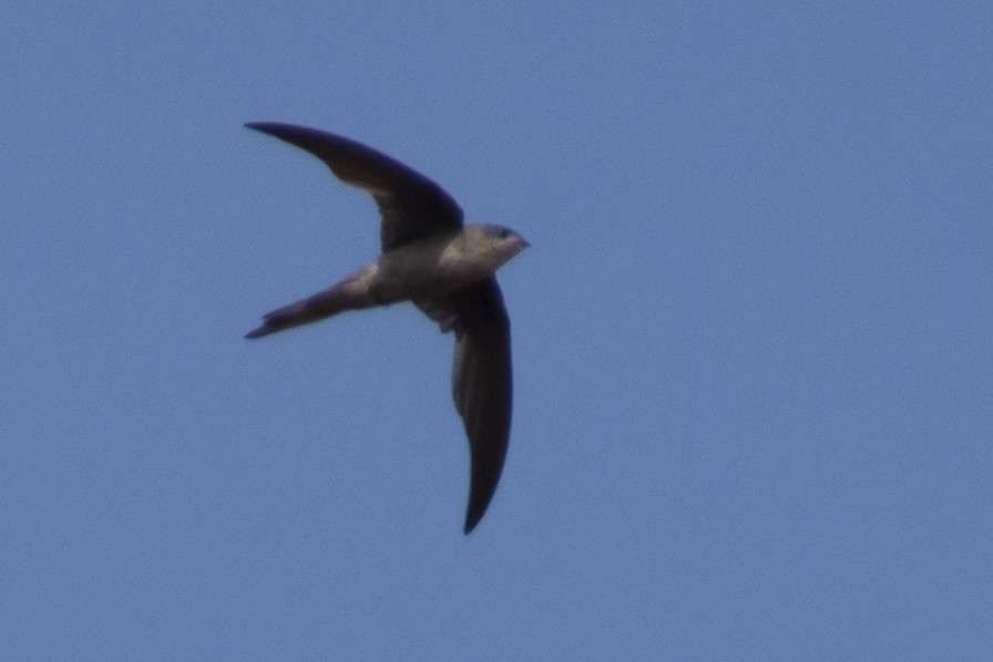 Bengalensegler - ML646122636