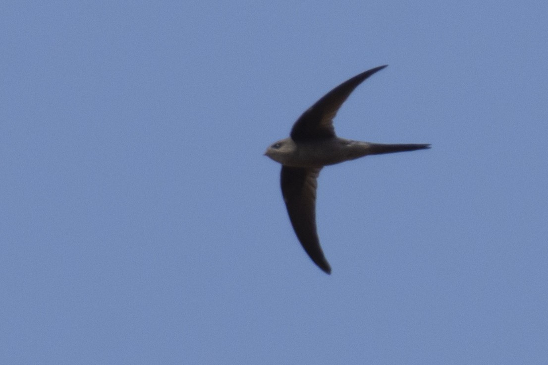 Bengalensegler - ML646122637