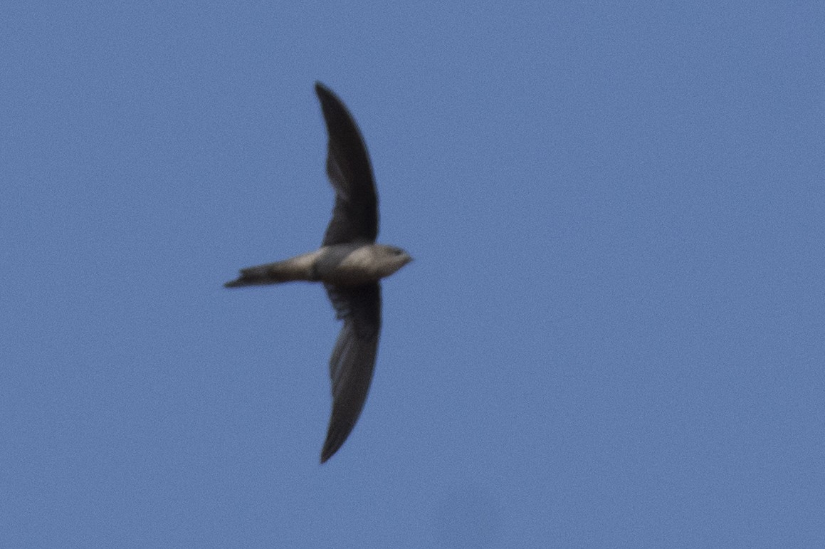 Bengalensegler - ML646122638