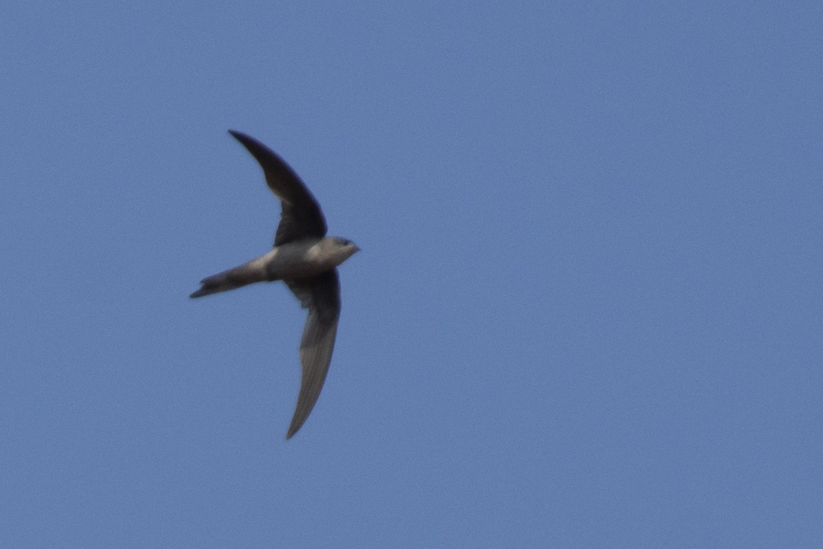 Bengalensegler - ML646122639