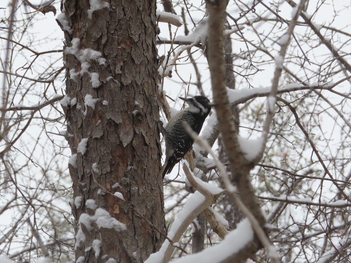 Black-backed Woodpecker - ML646122641