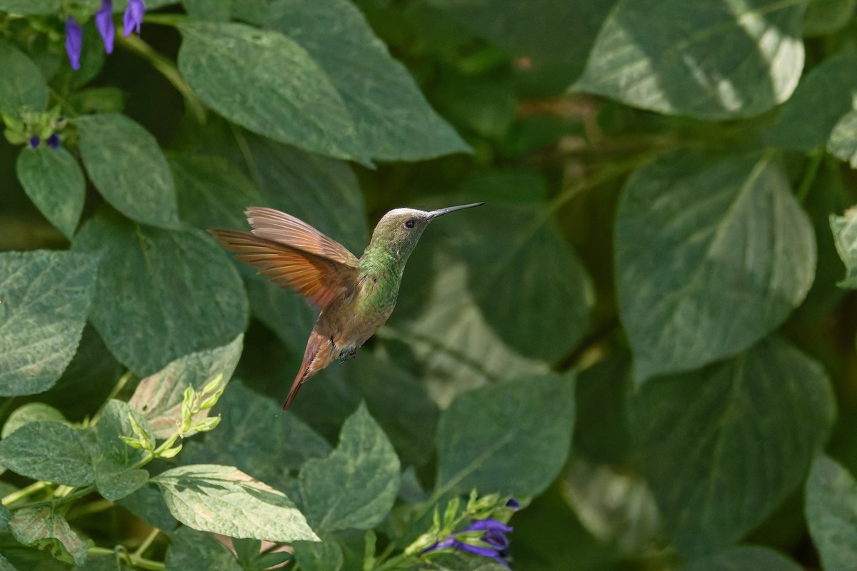 Berylline Hummingbird - ML646122654