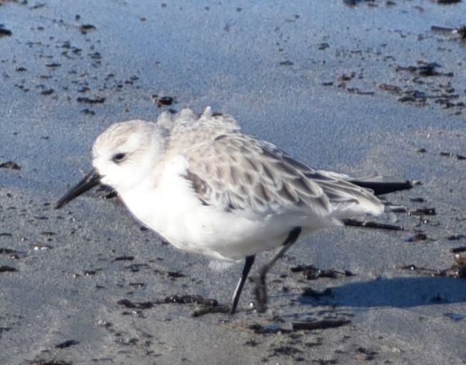 Sanderling - ML646122655