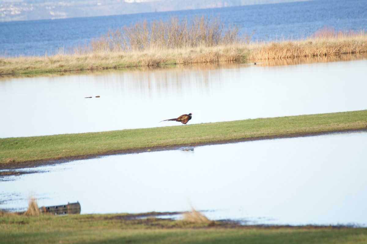Ring-necked Pheasant - ML646122656