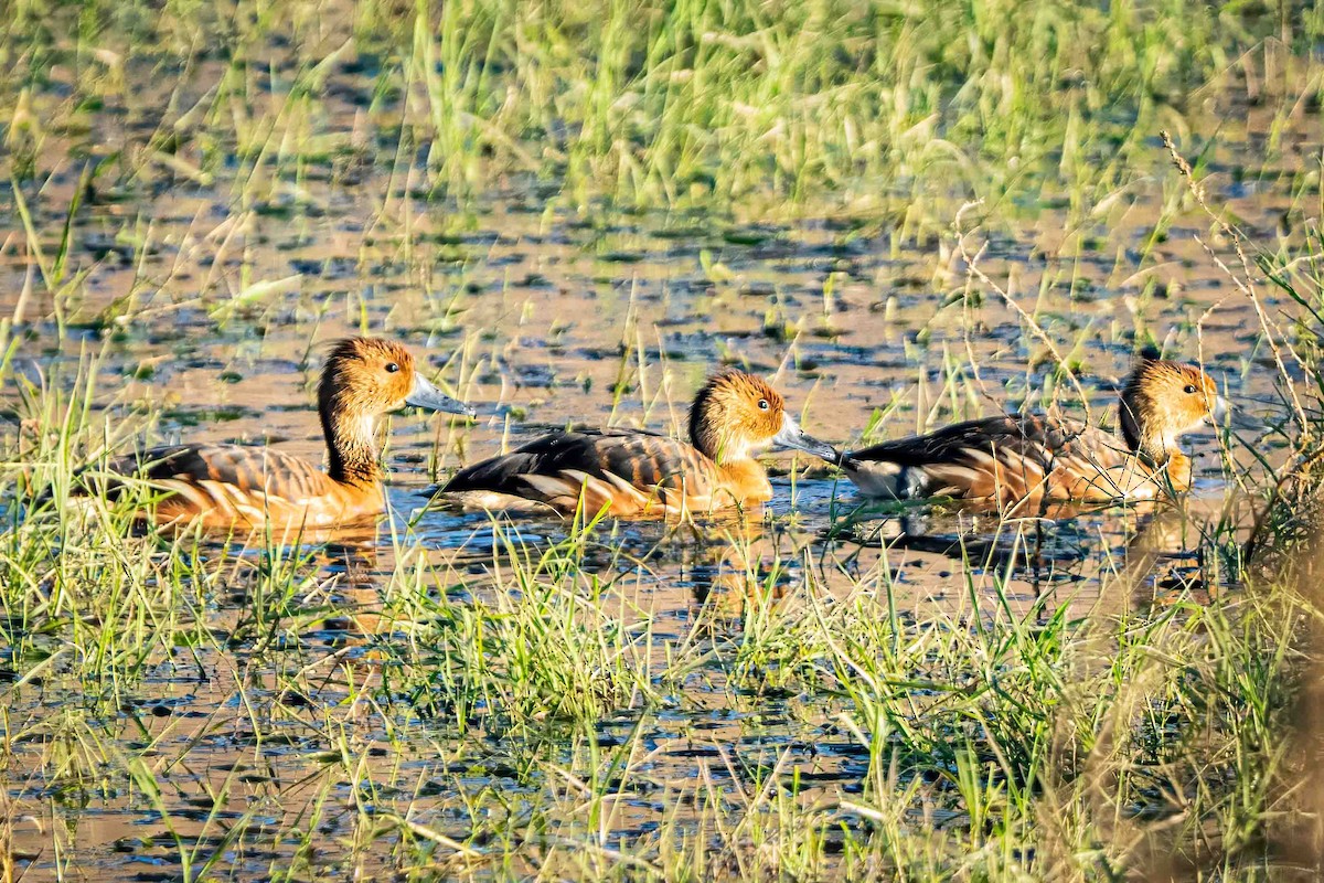 Fulvous Whistling-Duck - ML646122657