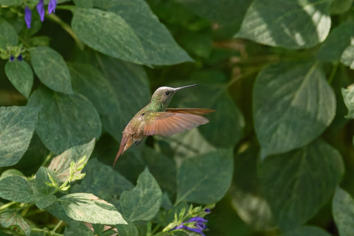 Berylline Hummingbird - ML646122658