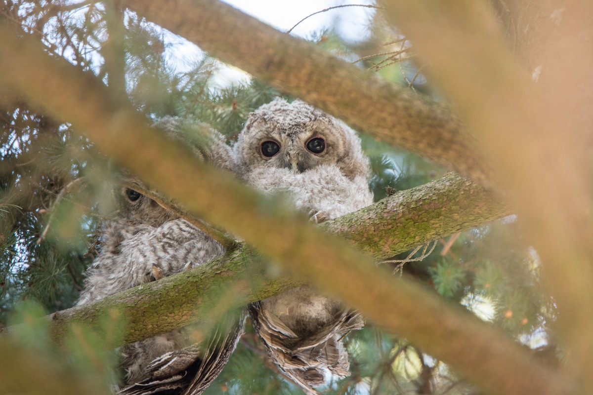 Tawny Owl - ML646122659