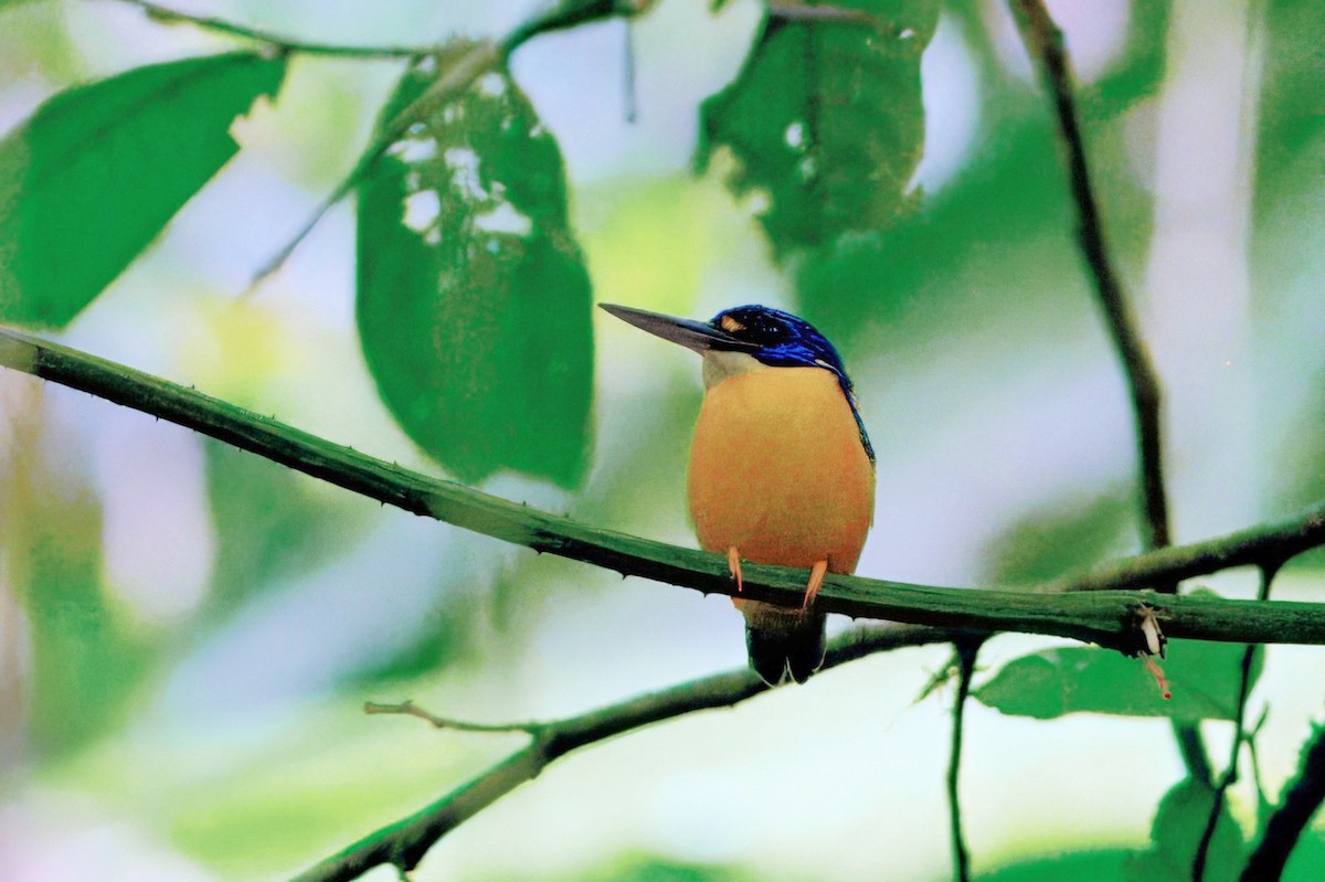 Guadalcanal Dwarf-Kingfisher (Malaita) - ML646122660