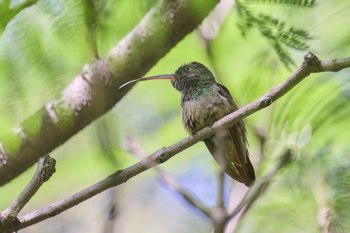 Berylline Hummingbird - ML646122661