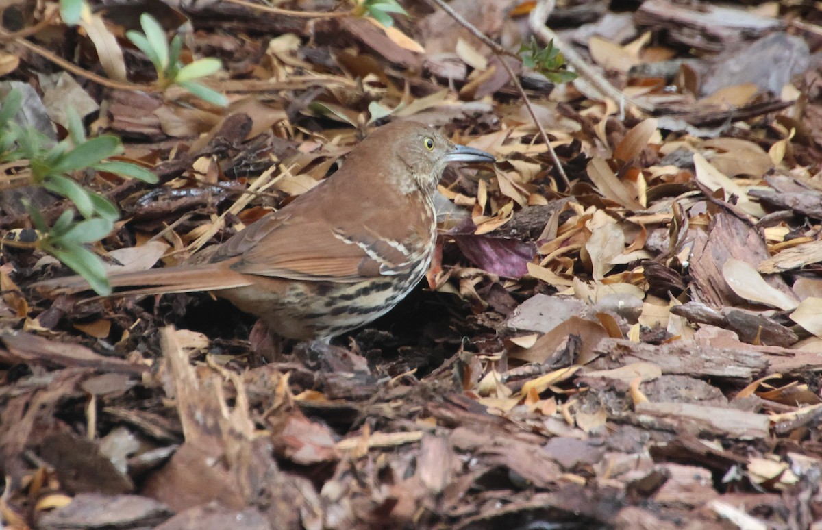 Brown Thrasher - ML646122664